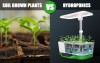Soil Grown Plants vs. Hydroponics - Which Is Right For Your Indoor Gardening?