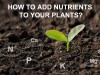How Do You Safely and Effectively Add Nutrients to Your Plants?