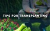 How to Transplant Plants From Pot to Garden: 8 Simple Steps