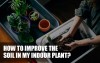 How Do You Improve The Soil In Your Indoor Plants?