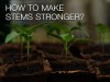 13 Tips to Make Your Plant Stems Stronger