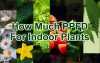 How Much PPFD For Indoor Plants In Each Growth Stage?