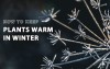 How To Keep Indoor Plants Warm In Winter