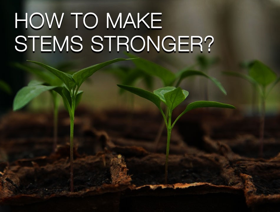 13 Tips to Make Your Plant Stems Stronger