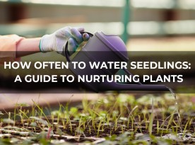 How Often to Water Seedlings: A Guide to Nurturing Plants