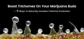 Boost Trichomes On Your Marijuana Buds — 5 Ways To Naturally Increase Trichome Production