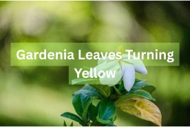gardenia leaves turning yellow