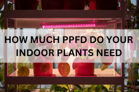 How Much PPFD Do Your Indoor Plants Need? 