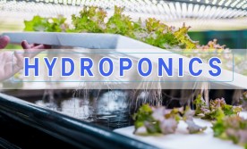 hydroponic lettuce under led grow lights