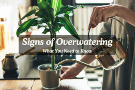 Signs of Overwatering Plants: What You Need to Know