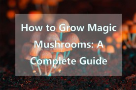How to Grow Magic Mushrooms: A Complete Guide