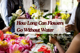How long can flowers go without water