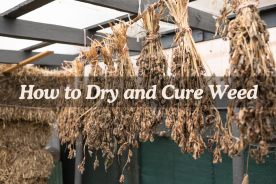 How to Dry Weed and Cure It for Best Potency 