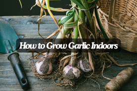 How to grow garlic indoors
