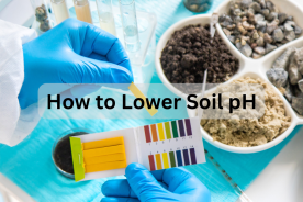 How to lower Soil pH