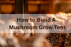 mushroom grow tent