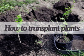 Master How to Transplant Plants in 7 Easy Steps
