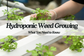Hydroponic Weed Growing: What You Need to Know
