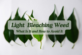 Light Bleaching Weed: What It Is and How to Avoid It