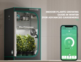 Indoor Plants Growing Guide in Winter: For Advanced Growers