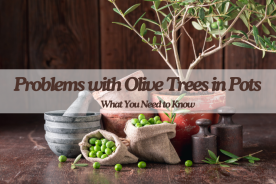 Problems with Olive Trees in Pots: What You Need to Know