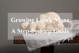 Growing Lion's Mane Mushrooms: A Step-by-Step Guide