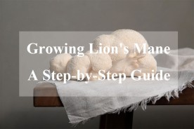 Growing Lion's Mane Mushrooms: A Step-by-Step Guide