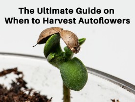 The Ultimate Guide on When to Harvest Autoflowers