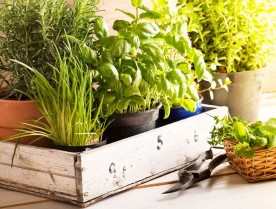 Why Autumn Is the Perfect Time to Grow Indoors?