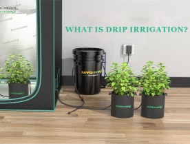 What is Drip Irrigation? (and How You Can Control them with Mars Hydro iHub)