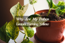 Why Are My Pothos Leaves Turning Yellow