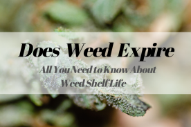 Does Weed Expire? All You Need to Know About Weed Shelf Life
