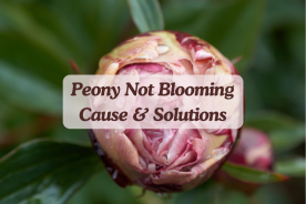 Peony Not Blooming? Here's Why and How to Fix It
