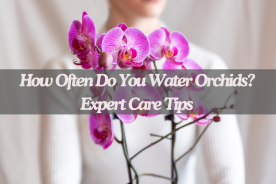 How Often Do You Water Orchids? Expert Care Tips