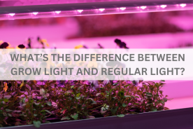 What’s the Difference Between Grow Light and Regular Light?