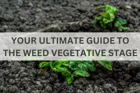 Your Ultimate Guide to the Weed Vegetative Stage