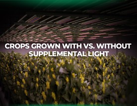 Crops Grown With vs. Without Supplemental Light
