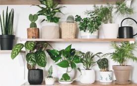 How to Choose the Best Indoor Plants？