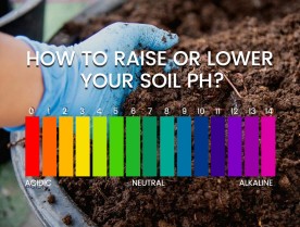 How Do You Measure, Raise, Or Lower Your Soil pH?