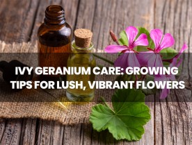 Ivy Geranium Care: Growing Tips for Lush, Vibrant Flowers