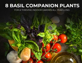 8 Basil Companion Plants for a Thriving Indoor Garden All Year Long