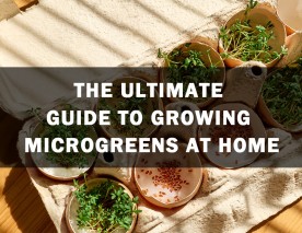 The Ultimate Guide to Growing Microgreens at Home