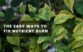 How to Spot, Fix, and Prevent Nutrient Burn with Pro Tips