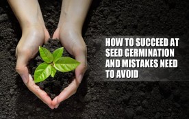 How To Succeed At Seed Germination And The Mistakes You Should Avoid?