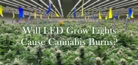 Will LED Grow Lights Cause Cannabis Burns?