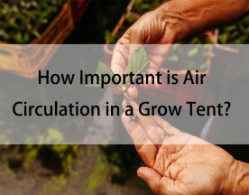 How Important is Air Circulation in a Grow Tent?