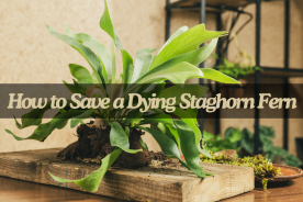 How to save a dying staghorn fern