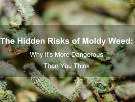 The Hidden Risks of Moldy Weed: Why It's More Dangerous Than You Think