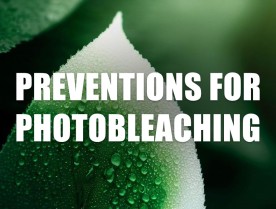 Photobleaching In Weed: What It Is and How to Avoid It