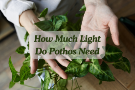 How Much Light Do Pothos Need
